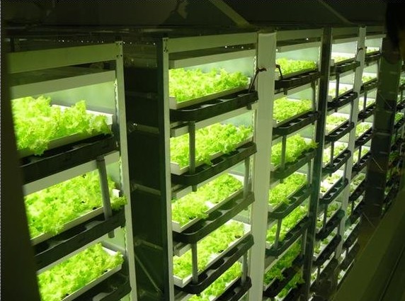 说说LED植物照明是什么的一回事